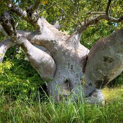 The back side of the Mermaid Tree has a niche carved out to use as an altar ... Careening Bay.