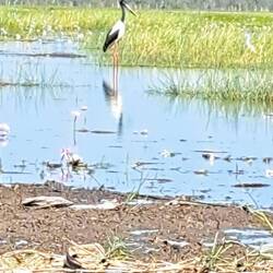 Jabiru