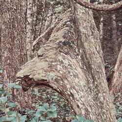 siehst du auch den 🦁?