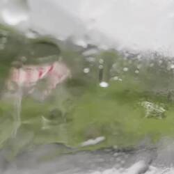 Hunderte oder über tausend Schafe