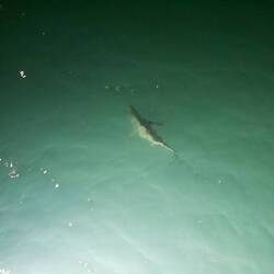 A school of sharks was attracted to the ship's lights