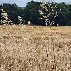 I love the golden fields