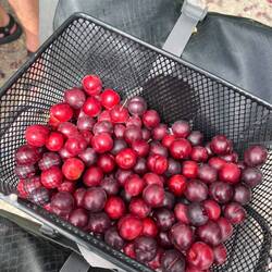 Rote Mirabellen gepflückt - unterwegs Snacks