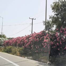 roads are lined with gorgeous flowers