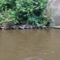 We saw many beavers along the river during our cruise