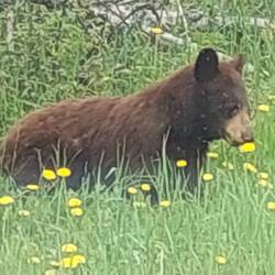 1. Bär
