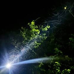 Titel: Insekten. Ein Feuerwerk des Juckreiz