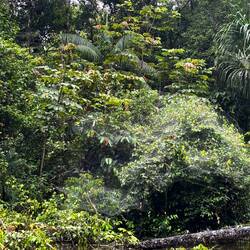 Zigtausende Spinnen in einer Kolonie