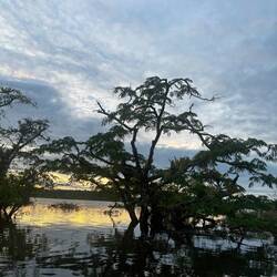 Versunkene Akazien in der Laguna Grande