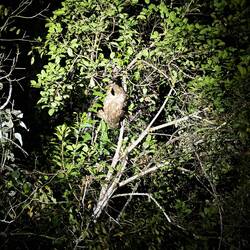 Faultier-Mama mit Baby auf der Brust