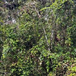 Südamerikanische Gorillas