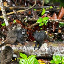 Schwarze Tamarin-Äffchen