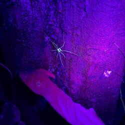 Der Urwald im UV-Licht