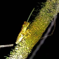 Ecuadorianischer Baumfrosch