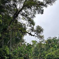 Genau hingeschaut gibt's den Ficus, der Kopf steht