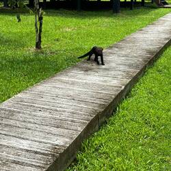 Besuch der Riesen-Otter