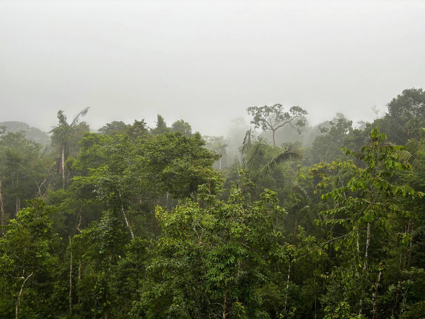 Aussicht über der Terra firme