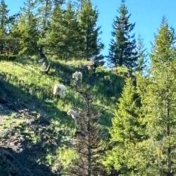 You can see the mountain goats. This was at our campsite and provided endless entertainment!