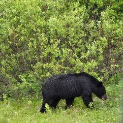 First of 4 bears I saw today.