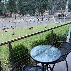 Ducks 🦆 being fed at 5pm