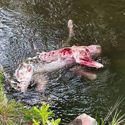 Wer tut sowas?!? Die Menschheit verblödet!