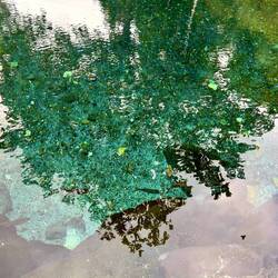 can you see the fish?