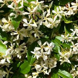 der Jasminstrauch verbreitet einen betörenden Duft