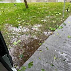 Die Platane ist gehäckselt