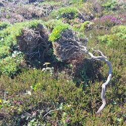 die karge Heide-, ...landschaft