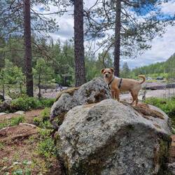Ich bin der größte Hund der Welt