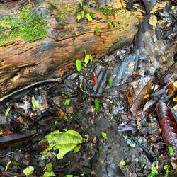 Blattschneider-Ameisen