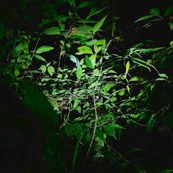 Speisende Gottesanbeterin