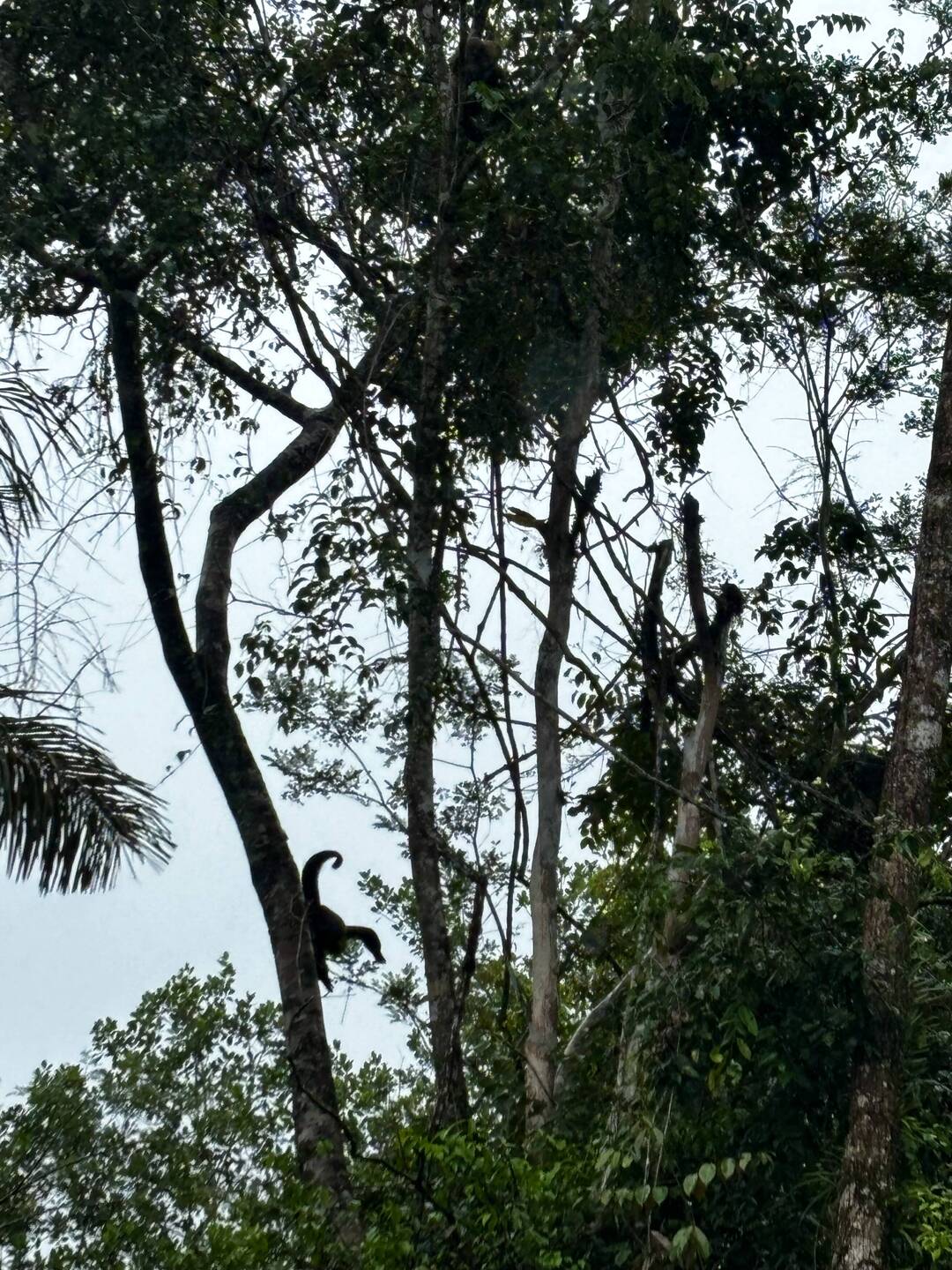 Südamerikanischer Gorilla (engl. Name)