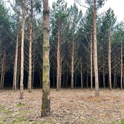 More of the amazing forest