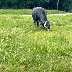 Greeted by the town bull!!