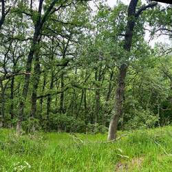 Impossible to capture the feeling walking through this forest