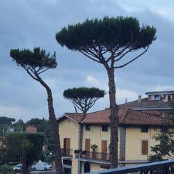 I love these trees