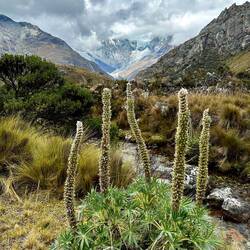 High paramo vegetation