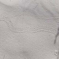 Tracks of the Bleached Earless Lizard in the sand, time to search