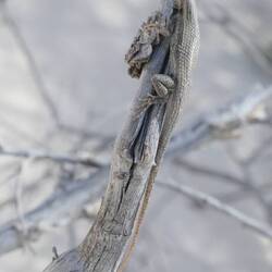 We found it! A bleached earless lizard