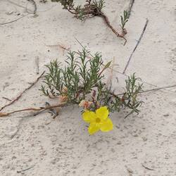 I think it's a Hartweg's Sundrop