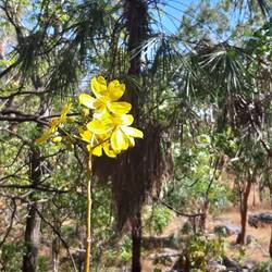 Wenn die blüht, legen Schildkröten und Crocis ihre Eier, sagt der Faunakalender der Aboriginies