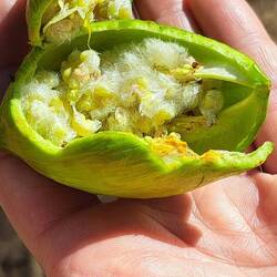 Aus der Frucht wird gelbe Farbe gewonnen