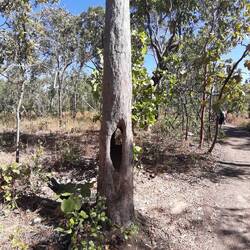 Ausgehölt von Termiten... aber immer noch am Leben 😳