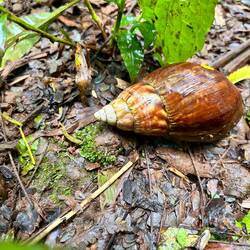 the snail was as big as a hand