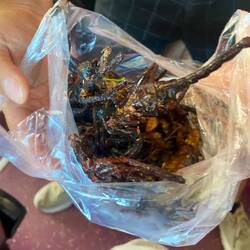 Fried bugs - not nice