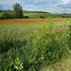 Huge poppy fields