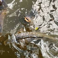 Hungrige Karpfen im Schwanenteich