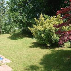 Daniel's lawn