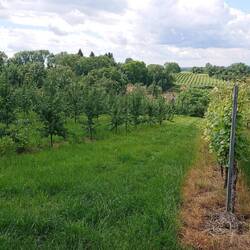 The orchard and vineyard above Daniel's house, which is down on the left, below the pear trees.